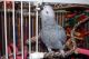 African Grey Hornbill Birds for sale in Pasadena, CA, USA. price: NA