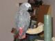 African Grey Hornbill Birds for sale in Ventura, CA, USA. price: NA