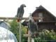 African Grey Hornbill Birds for sale in Albuquerque, NM, USA. price: NA