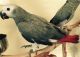 African Grey Hornbill Birds for sale in Zeeland, MI 49464, USA. price: $350