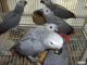 African Grey Hornbill Birds for sale in Atlanta, GA, USA. price: NA