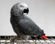 African Grey Hornbill Birds for sale in Burbank, CA, USA. price: NA