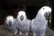 African Grey Hornbill Birds for sale in Arlington, TX, USA. price: $400