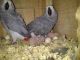 African Grey Hornbill Birds for sale in Baltimore, MD, USA. price: NA