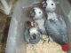 African Grey Hornbill Birds