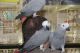 African Grey Hornbill Birds for sale in Phoenix, AZ, USA. price: NA