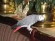 African Grey Hornbill Birds for sale in Dayton, OH, USA. price: NA