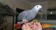 African Grey Hornbill Birds for sale in Detroit, MI, USA. price: NA