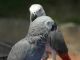 African Grey Hornbill Birds for sale in Philadelphia, PA, USA. price: NA
