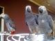 African Grey Hornbill Birds for sale in Roseville, CA, USA. price: NA