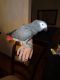African Grey Hornbill Birds for sale in Tallahassee, FL, USA. price: NA