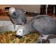 African Grey Hornbill Birds for sale in Baltimore, MD, USA. price: $350