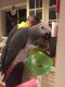 African Grey Hornbill Birds for sale in Baltimore, MD, USA. price: $350