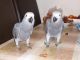 African Grey Hornbill Birds for sale in Austin, TX, USA. price: NA