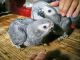 African Grey Hornbill Birds for sale in Tampa, FL, USA. price: $400