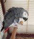 African Grey Hornbill Birds for sale in Kingston, WI, USA. price: NA