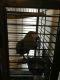 African Grey Hornbill Birds for sale in Huntsville, AL, USA. price: NA