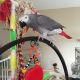 African Grey Hornbill Birds for sale in Abbeville, AL 36310, USA. price: NA