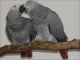 African Grey Hornbill Birds for sale in Chicago, IL, USA. price: NA
