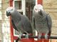 African Grey Hornbill Birds for sale in Cleveland, OH, USA. price: NA
