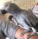 African Grey Hornbill Birds for sale in Dallas, TX, USA. price: NA