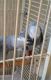 African Grey Hornbill Birds for sale in Berkeley, CA, USA. price: NA