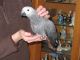 African Grey Hornbill Birds for sale in Austin, TX, USA. price: NA