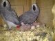 African Grey Hornbill Birds for sale in Denver, CO, USA. price: NA