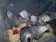 African Grey Hornbill Birds for sale in Denver, CO, USA. price: NA