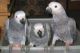 African Grey Hornbill Birds for sale in Darwin NT, Australia. price: NA