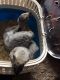 African Grey Hornbill Birds for sale in San Jose, CA, USA. price: NA