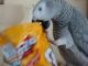 African Grey Hornbill Birds for sale in Concord, CA, USA. price: $150