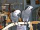 African Grey Hornbill Birds for sale in Bakersfield, CA, USA. price: NA