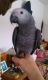 African Grey Hornbill Birds for sale in Little Rock, AR, USA. price: NA