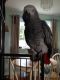 African Grey Hornbill Birds for sale in Las Cruces, NM, USA. price: NA