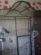 African Grey Hornbill Birds for sale in Las Cruces, NM, USA. price: NA