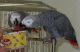 African Grey Hornbill Birds for sale in Las Vegas, NV, USA. price: NA