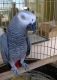 African Grey Hornbill Birds for sale in Carlsbad, CA, USA. price: $500