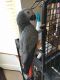 African Grey Hornbill Birds for sale in Carlsbad, CA, USA. price: NA