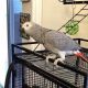 African Grey Parrot Birds for sale in Ashburn, VA, USA. price: $900