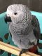 African Grey Parrot Birds for sale in Toronto Paseo, Ontario, CA 91761, USA. price: NA