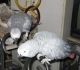 African Grey Parrot Birds for sale in California City, CA, USA. price: $500