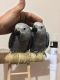 African Grey Parrot Birds for sale in Boston, MA, USA. price: $900
