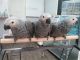 African Grey Parrot Birds for sale in Seattle, WA, USA. price: $900