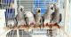 African Grey Parrot Birds for sale in California City, CA, USA. price: $650