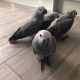 African Grey Parrot Birds for sale in Dallas, GA, USA. price: NA