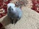 African Grey Parrot Birds for sale in Florida Mall Ave, Orlando, FL 32809, USA. price: NA
