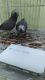 African Grey Parrot Birds for sale in California City, CA, USA. price: $1,500