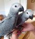 African Grey Parrot Birds for sale in Melbourne St, South Brisbane QLD 4101, Australia. price: $1,500