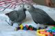 African Grey Parrot Birds for sale in Terminal C, 3 Brewster Rd, Newark, NJ 07114, USA. price: NA